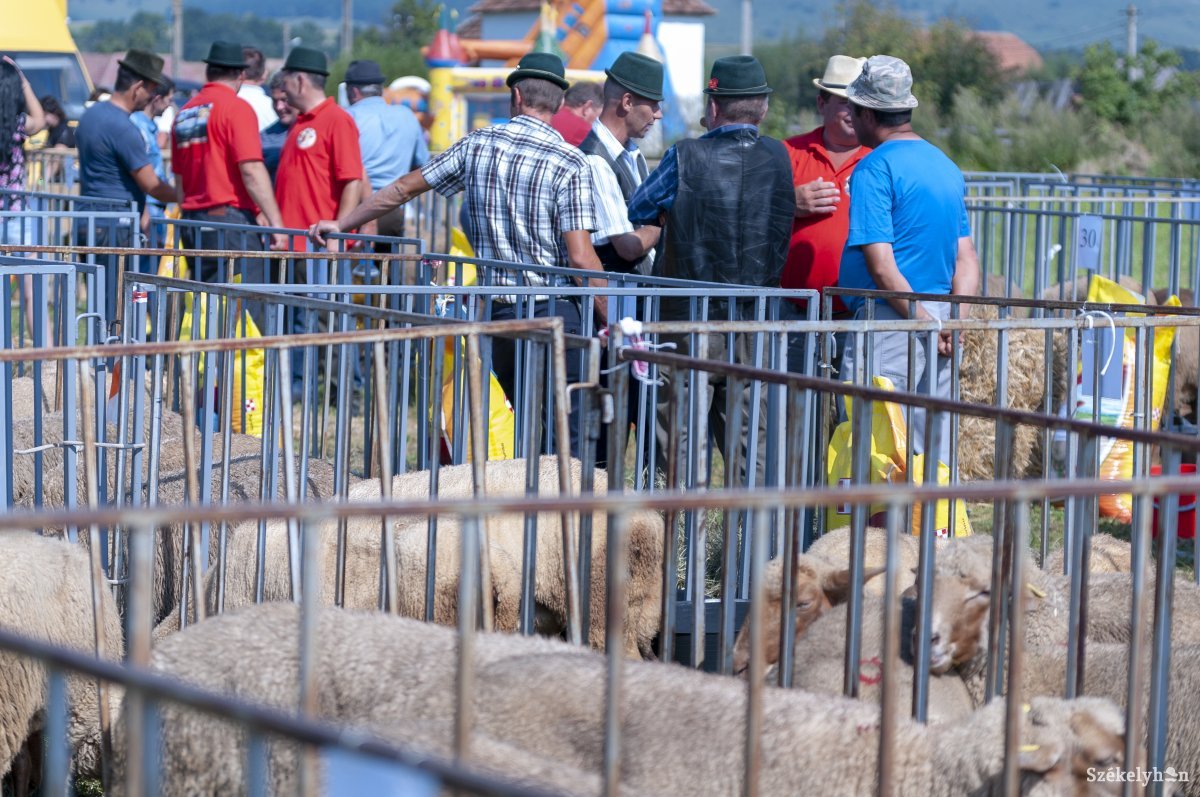 A jelenlegi mezőgazdasági támogatásokkal arra kényszerítik, vagy ösztönzik a gazdákat, hogy ne a tiszta fajtát tenyésszék &bullet;  Fotó: Gábos Albin