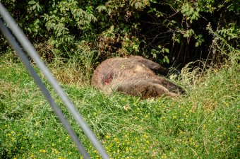 Nem volt veszett a Prahova völgyében turistát ölő medve