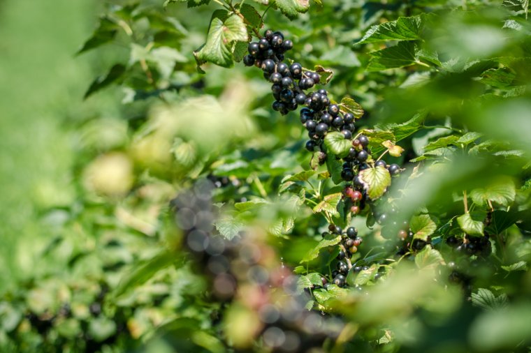Megduplázódott a ribizlitermesztők száma az elmúlt években Hargita megyében
