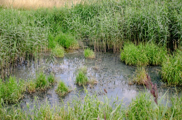 Mocsarasodnak a területek a csíkszentkirályi szennyvíztisztító környékén