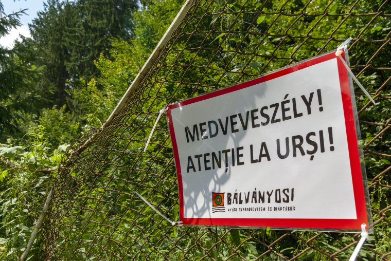 Medvetámadás Tusványoson