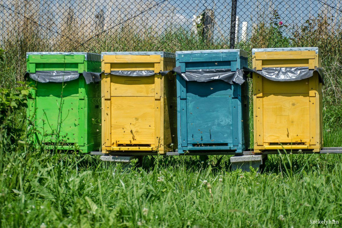 Négy támogatási forma közül választhatnak a méhészek •  Fotó: Pinti Attila