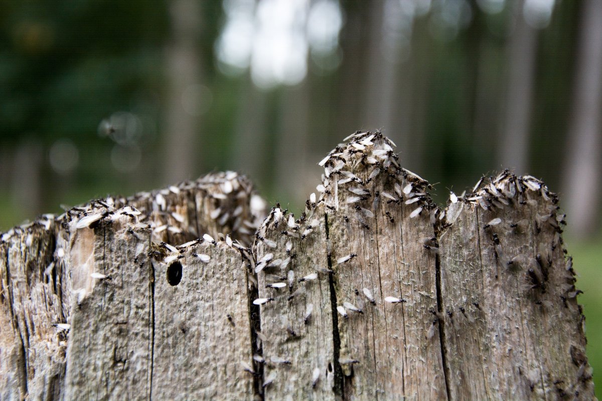 Párzási időszakban a fekete fahangyák rajzani kezdenek •  Fotó: pixabay.com
