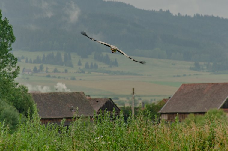 Nagy veszélyt jelentenek a gólyákra a villanyoszlopok