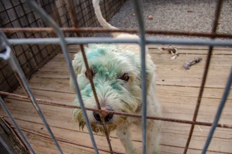 Menhelyre került az autó után kötött csíkszentkirályi kutya