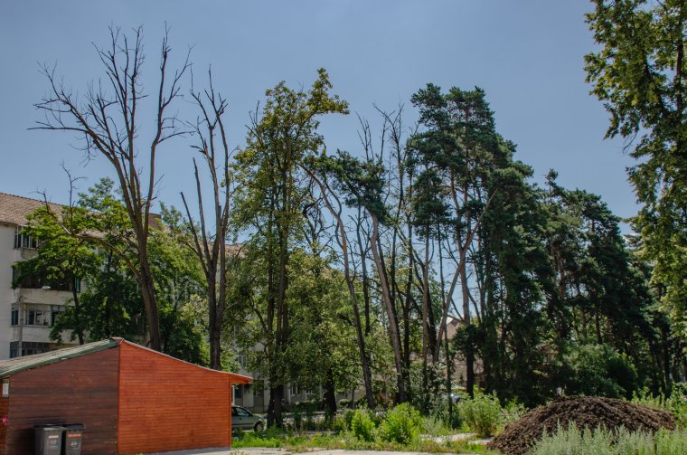 Huszonnyolc elöregedett fát vágnak ki