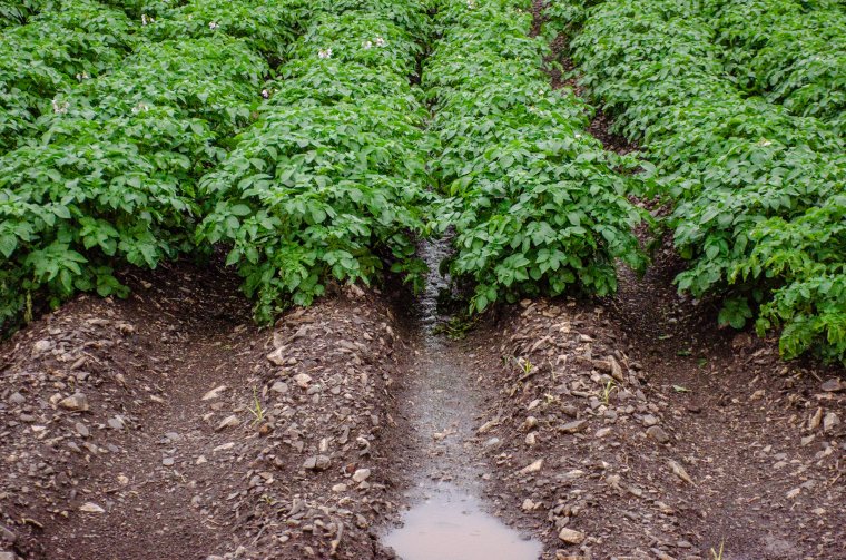 A mezőgazdaság már csak ilyen: jó az eső, de kedvez a burgonyavésznek