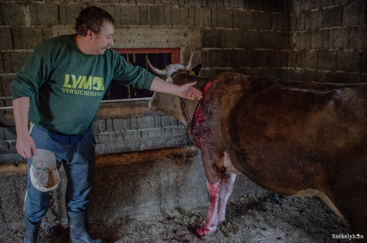 Az egyik megsebzett állatot mutatja Gyűjtő András. Nem csak a kár, az állatok elszállítása is probléma •  Fotó: Gecse Noémi