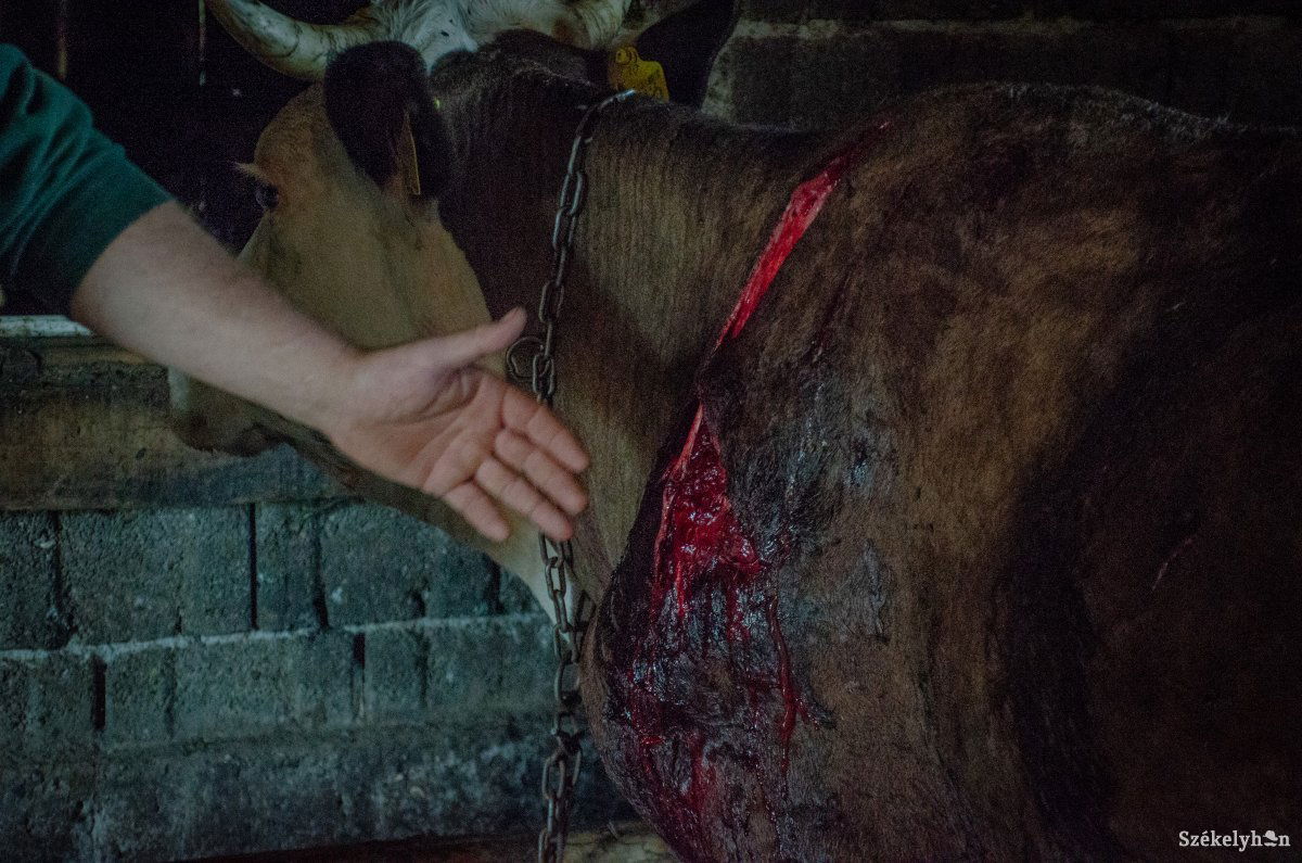 Nem kíméli az állatokat a nagyvad &bullet;  Fotó: Gecse Noémi