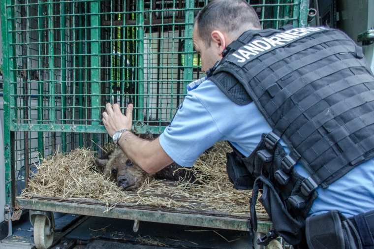 Körbekérdezték Európát, hol vennének át medvét Romániától