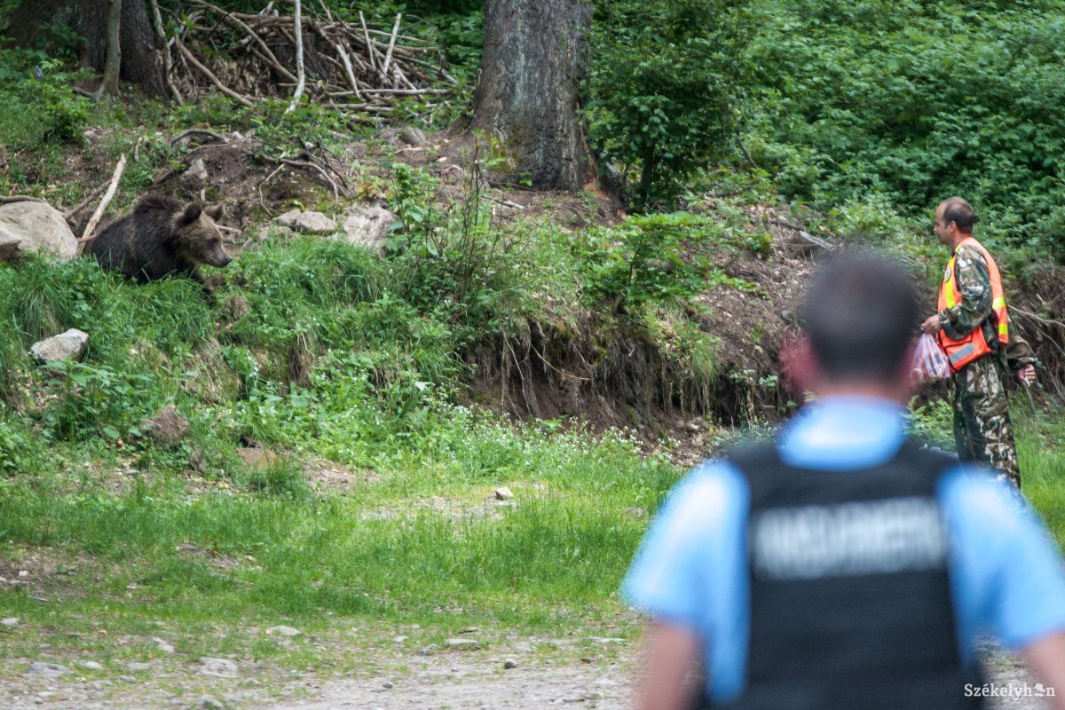 Medveügyek Tusnádfürdőn. Áthelyezni, kilőni, dokumentálni – van feladat, bőven. Képünk illusztráció •  Fotó: Pinti Attila