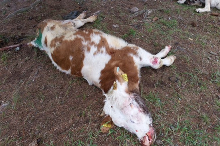 Borjút sebzett halálra a medve Csíkkarcfalván