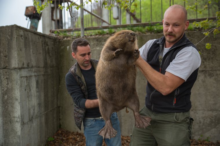Aknába esett hódot mentettek meg Tusnádfürdőn