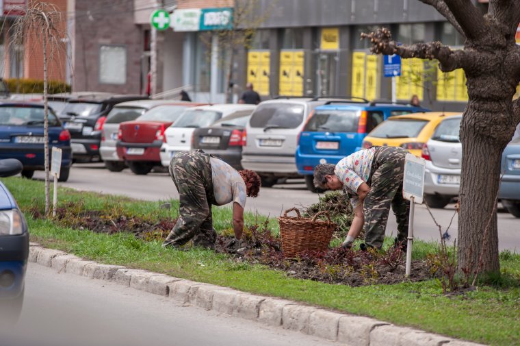 Háromszáz csemetével pótolják a hiányos fasorokat