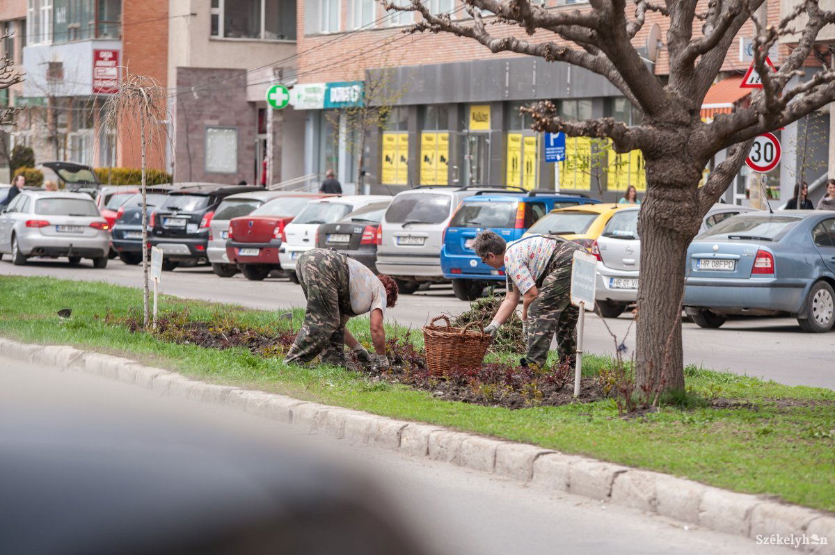 Ha kiszerveznék a kertészetet, sokkal többe kerülne •  Fotó: Gecse Noémi