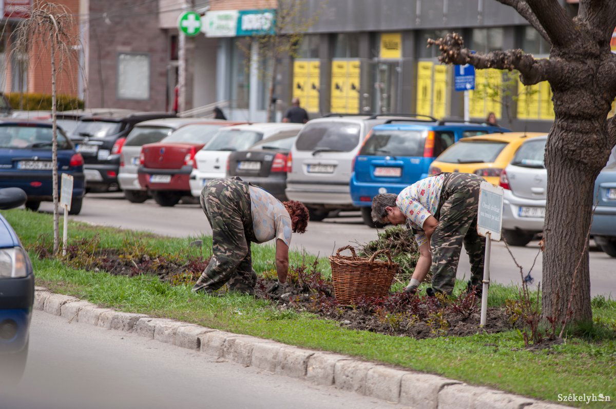 A Kossuth Lajos utcában dolgoztak kedden a városi kertészet munkatársai • Fotó: Gecse Noémi