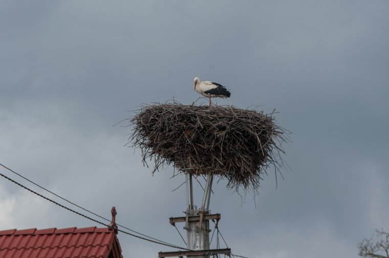 Nem a hideg, hanem a hótakaró okoz gondot a visszatérő gólyáknak