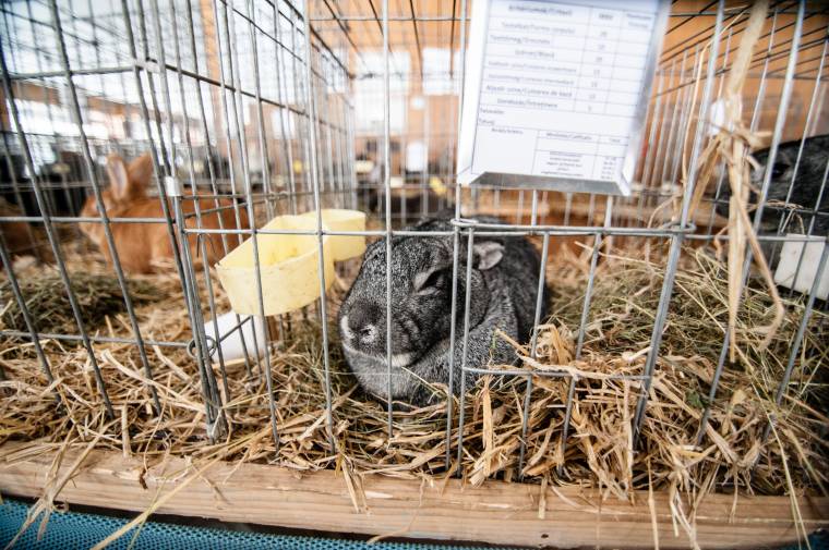 Most sok mindent megtudhat a fajtiszta kisállatokról, hétvégén pedig szemügyre is vehet belőlük jónéhányat Csíkszeredában
