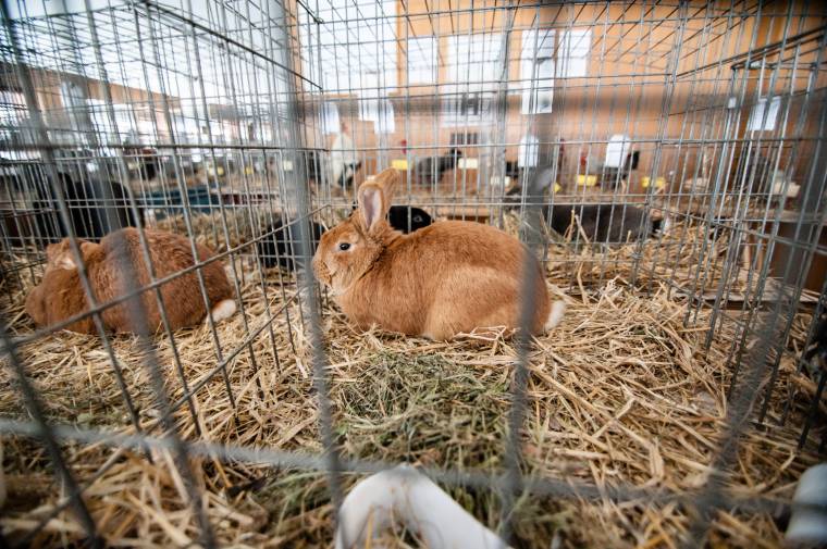 Először szerveznek országos kisállat-kiállítást Sepsiszentgyörgyön