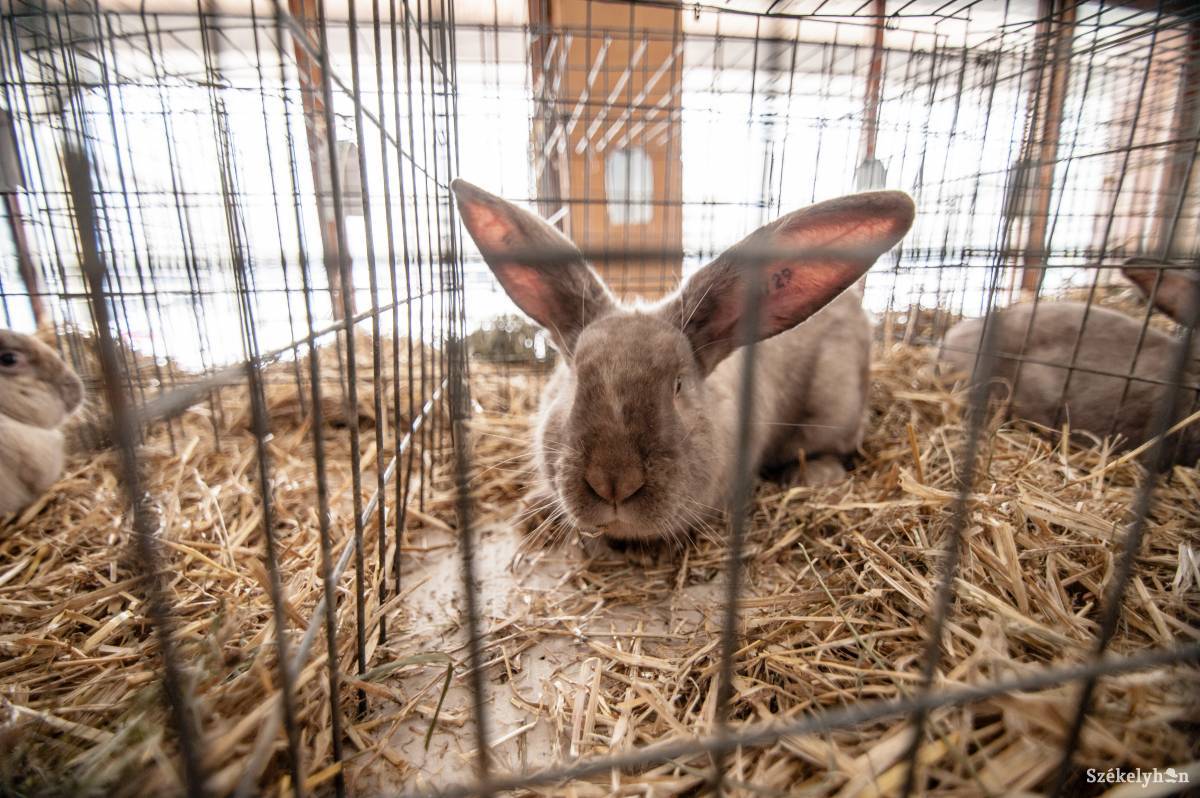 Kiállításra készen. Megyei kisállattartók mutatják meg állataikat az érdeklődőknek a hétvégén •  Fotó: Gecse Noémi