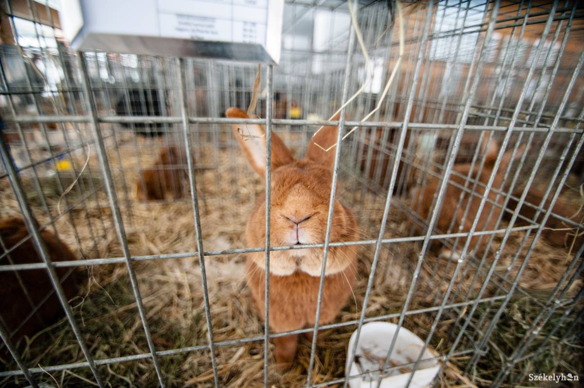 •  Fotó: Gecse Noémi