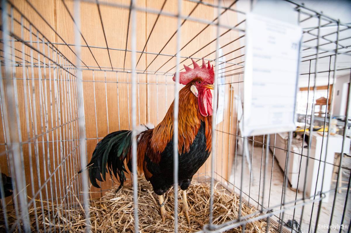 Nekünk egyszerűen szépek, a tenyésztők viszont más mércével mérnek •  Fotó: Gecse Noémi