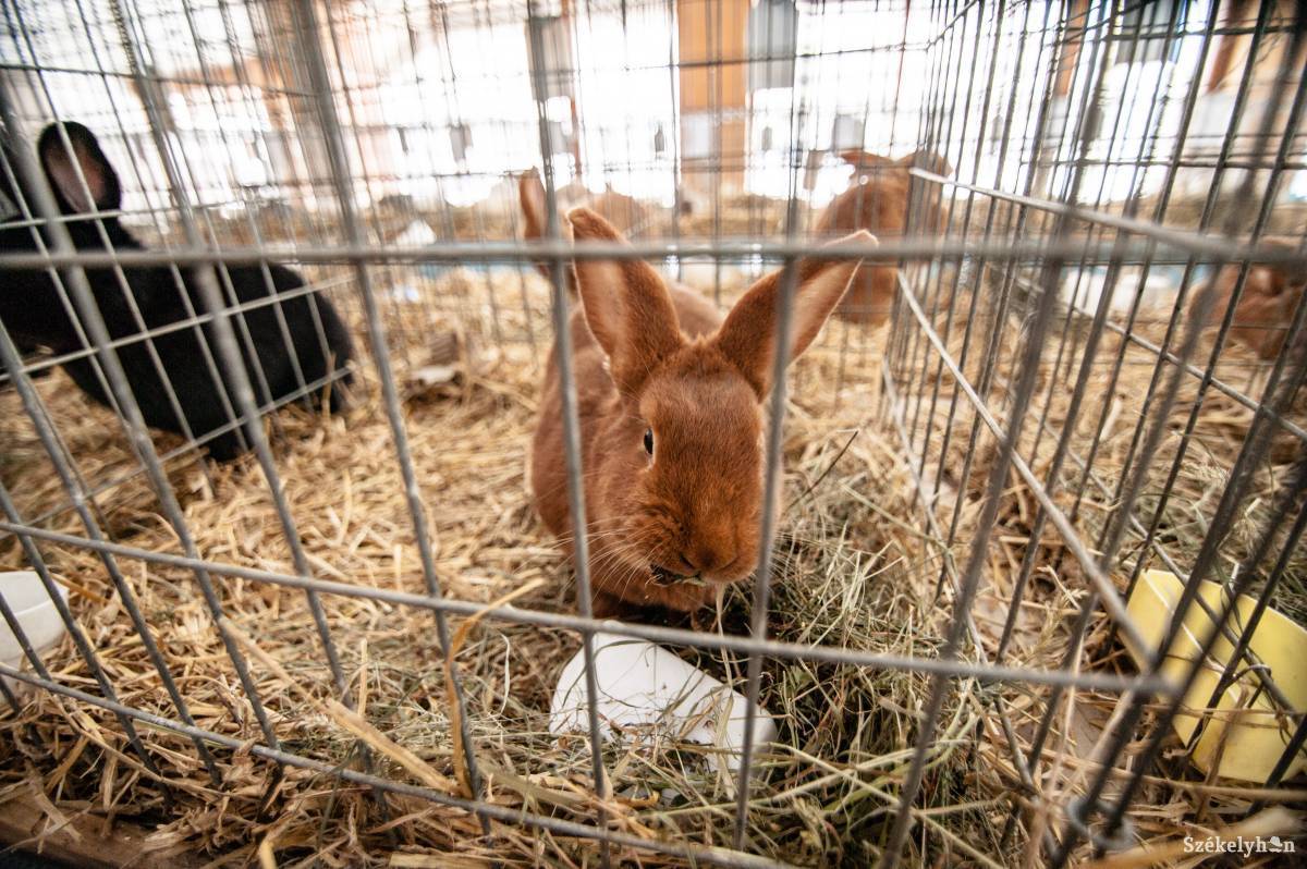 •  Fotó: Gecse Noémi