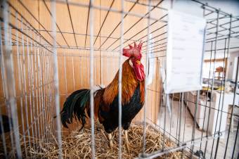 Madárinfluenza-gócpont miatt elhalasztják a sepsiszentgyörgyi kisállat-kiállítást