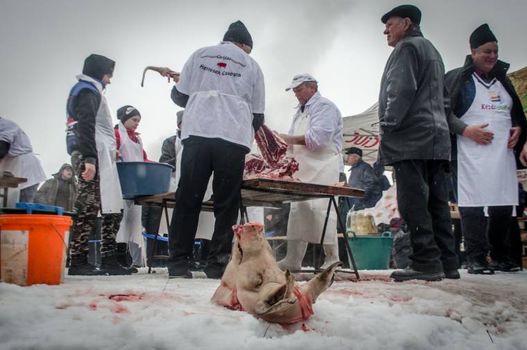 Díszvágott disznó a Csíkszentmiklósi Kolbászfesztiválon