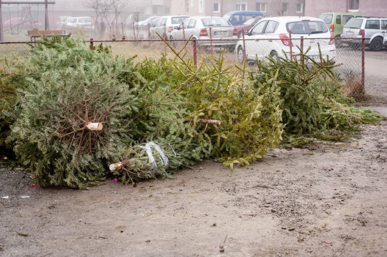 Már nem kell a guberálókkal versenyezni a kidobott karácsonyfákért