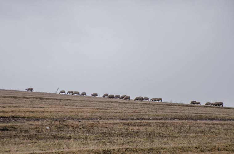 Szent György napja: ősi pásztorünnep