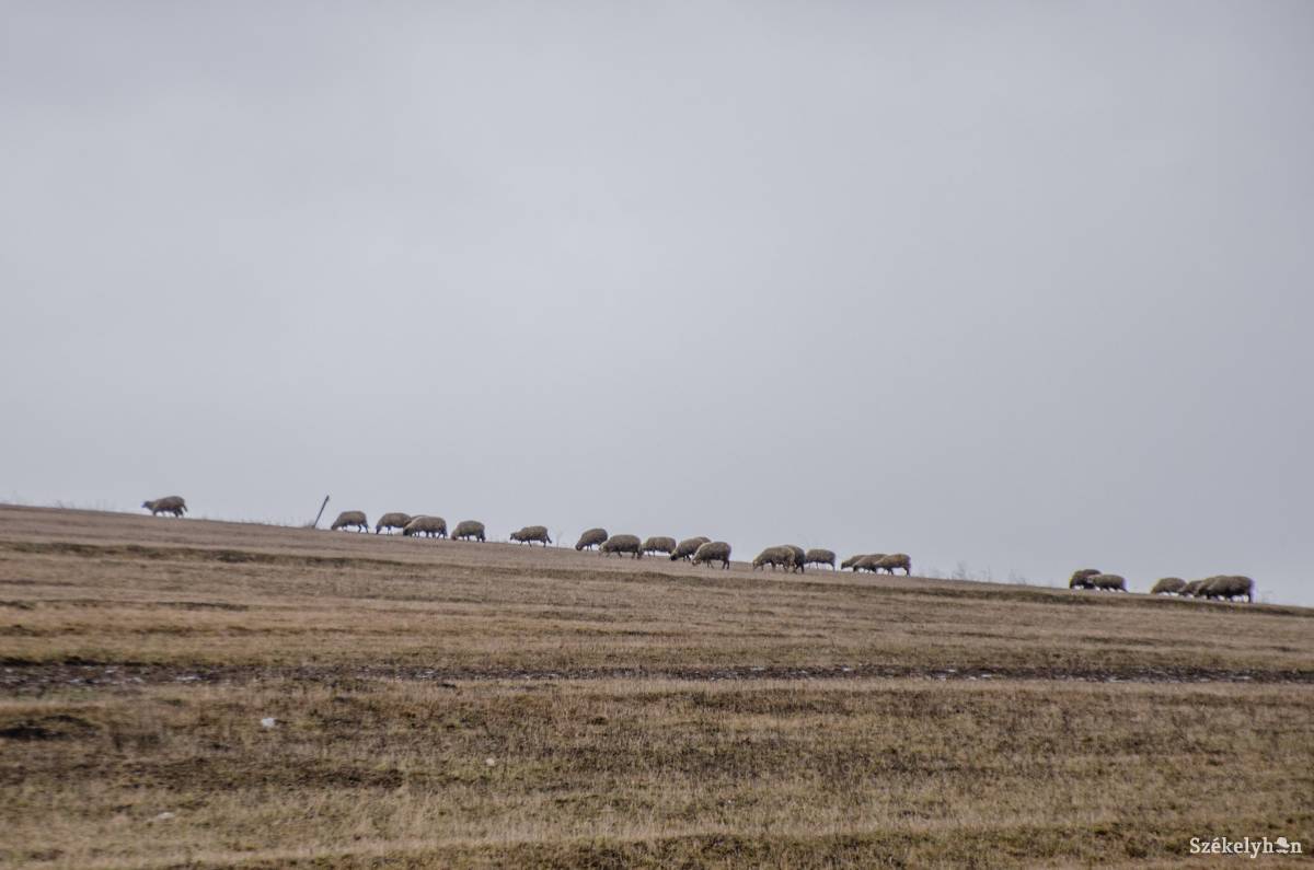 Szent György napja az állatok legelőkre való kihajtásának napja is • Fotó: Sándor Csilla