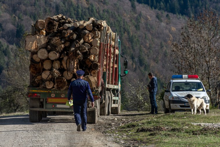 Országszerte ellenőrzéseket tartott a rendőrség az illegális fakitermelés visszaszorítása érdekében