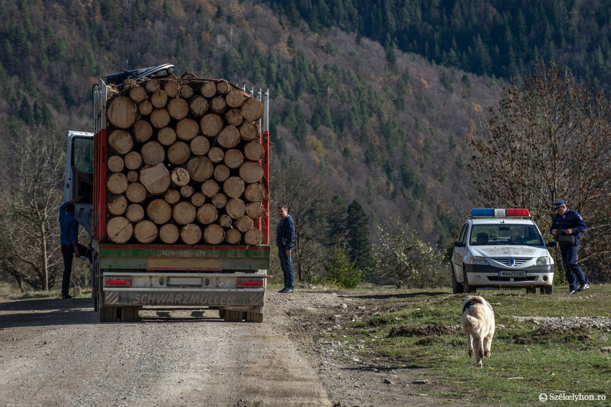 Kevesebb illegális fakitermelési esetet lepleznek le ott, ahol erős az összefonódás a politikum
és a gazdasági érdekcsoportok között &bullet;  Fotó: Pinti Attila