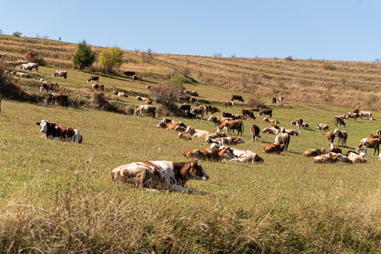 Pásztorra támadt egy medve Csíkbánkfalva közelében