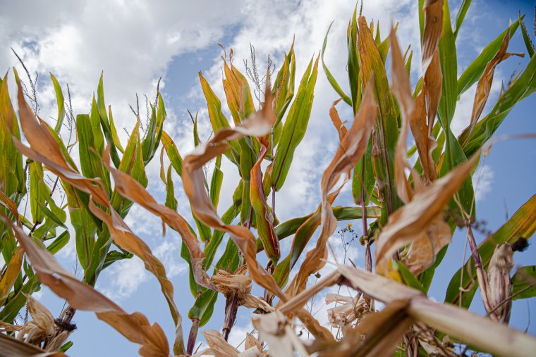 Ezek a negatív folyamatok kezdődhetnek el, ha csak egy fél Celsius-fokot is emelkedik az átlaghőmérséklet