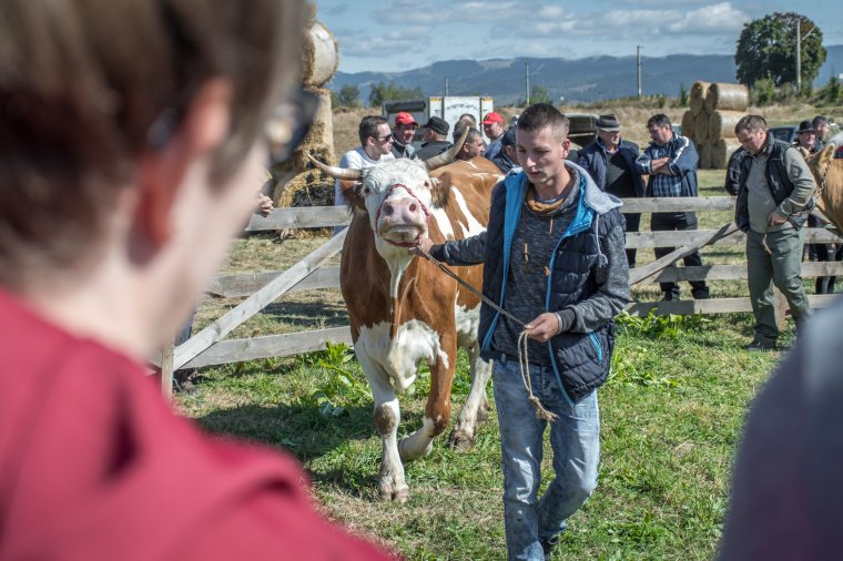 Szarvasmarháik színe-javát mutatták be az állattartók a dánfalvi gazdanapon