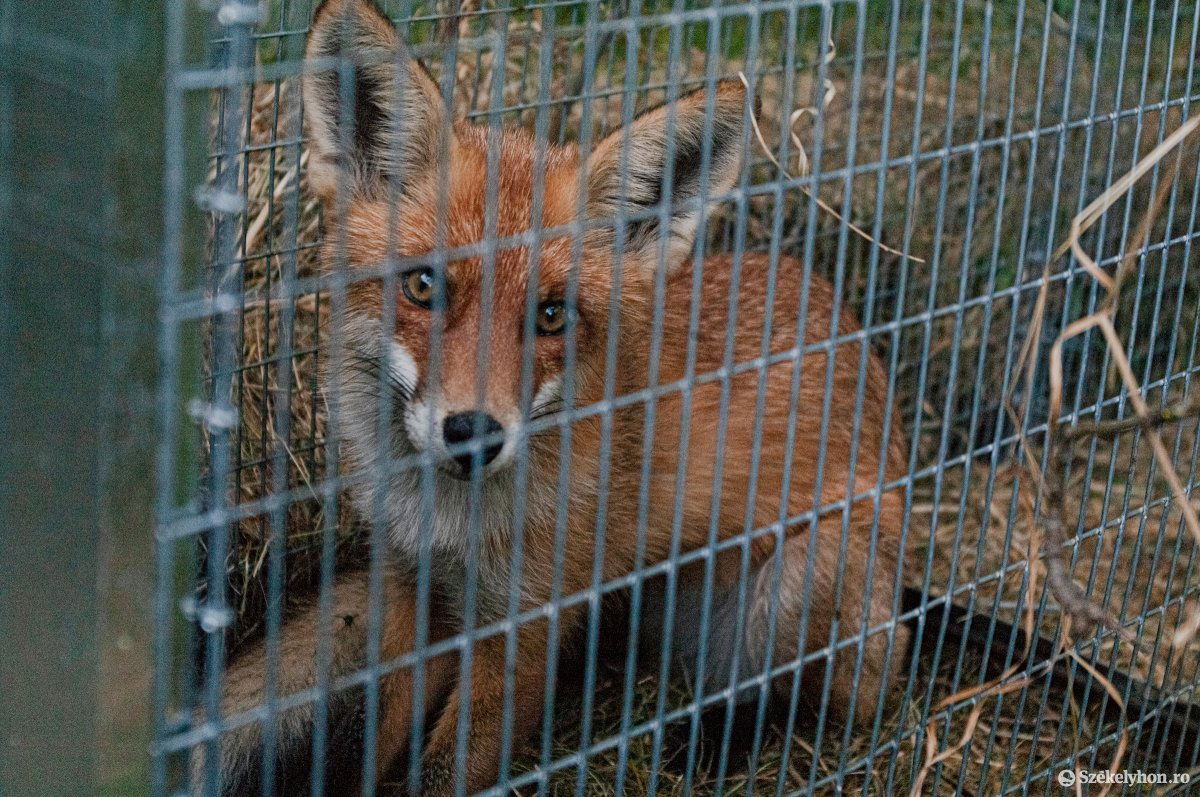 A fertőzés terjedésének a megakadályozása érdekében ártalmatlanították a rókát. Képünk illusztráció •  Fotó: Gábos Albin