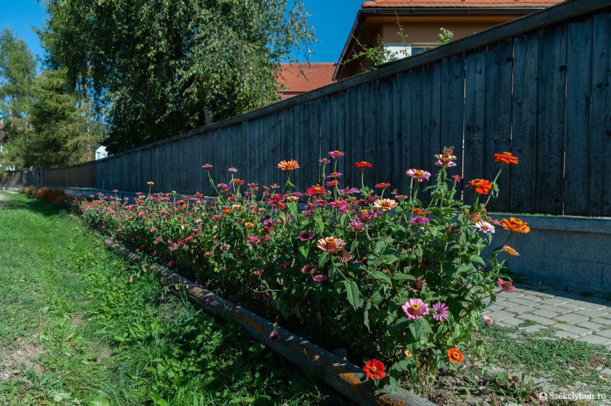 Képünk illusztráció • Fotó: Gábos Albin
