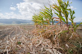 Kárpótlást kapnak az aszálykárosult gazdák az Európai Bizottságtól