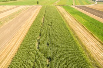 Nem csak az állatállományban, hanem a kukoricatermésben is jelentős károkat okoznak a medvék