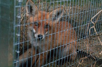 Fertőzött rókát ártalmatlanítottak Székelyudvarhelyen