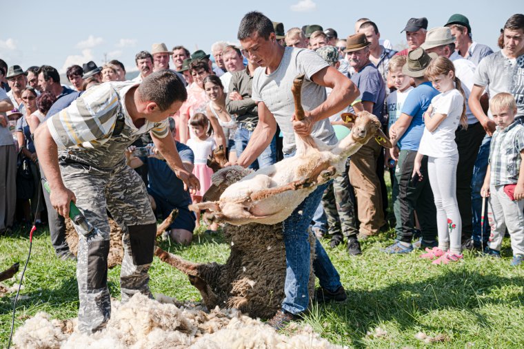 Igényesebb gazdák, minőségi juhállomány