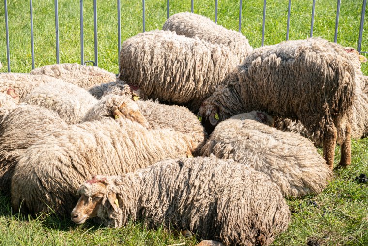 Megőriznék a vöröspofájú berkék fajtajellegét