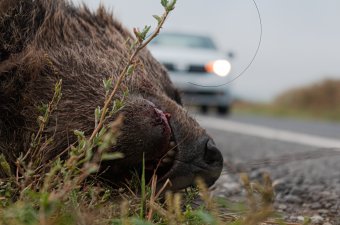 Fekete nap a medvéknek: két állatot is elgázoltak szerdán, mindkettőt elhamvasztották
