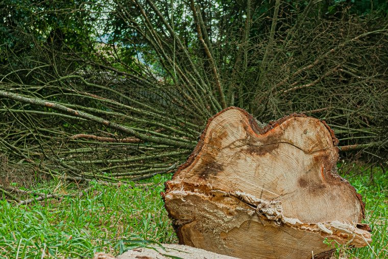 Több mint háromezer fát vágtak ki illegálisan a Radnai-havasokban, az okozott kár értéke meghaladja az egymillió lejt