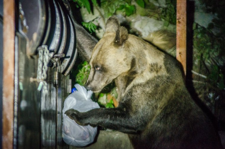 Ragtapasz a medvegondra: a miniszter rendelete hosszú távon nem jelent megnyugtató megoldást