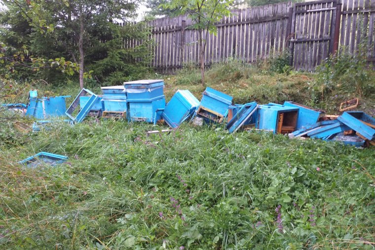 Jóval kevesebb vadkárt jelentettek tavaly Hargita megyében