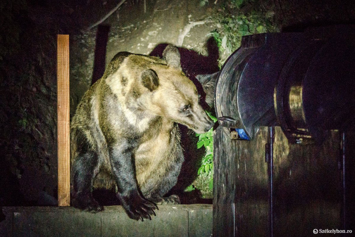 Képünk illusztráció •  Fotó: Pinti Attila