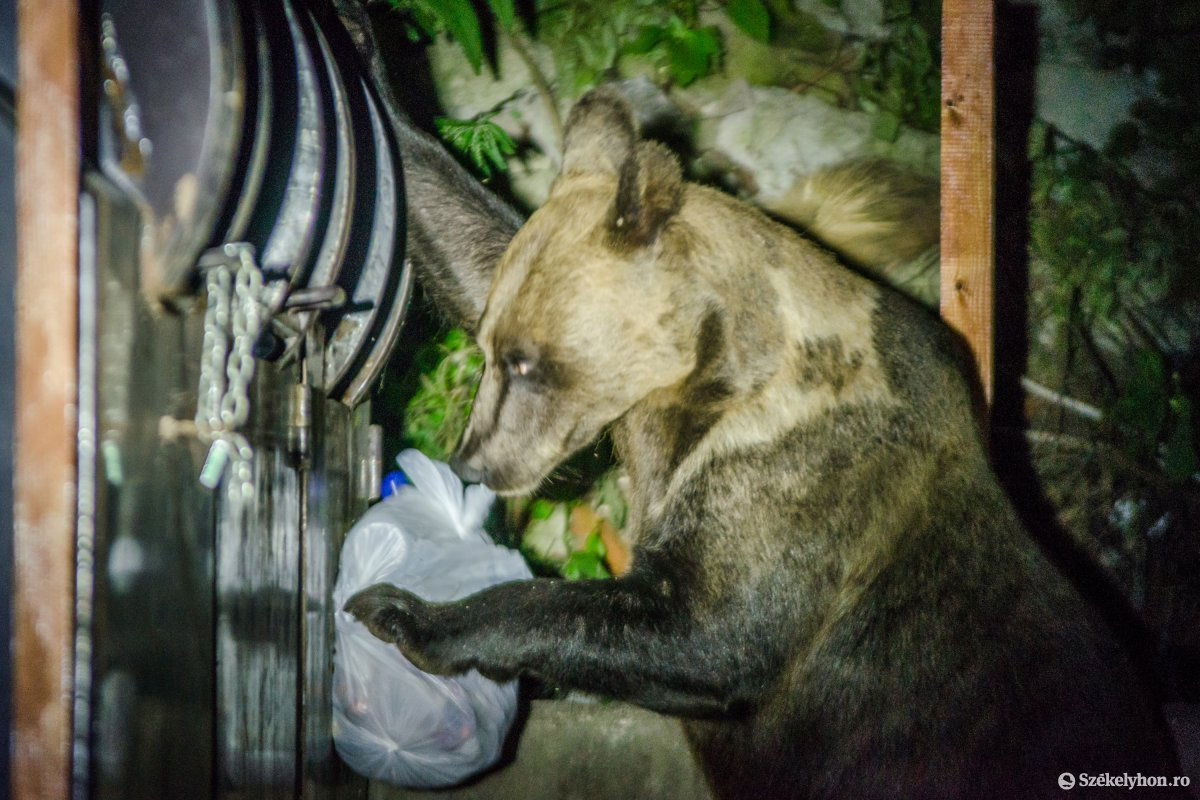 „Visszaeső” kukázók. A medvék annyira megszokták már ezt az életformát, hogy sohasem fognak felhagyni vele &bullet;  Fotó: Pinti Attila